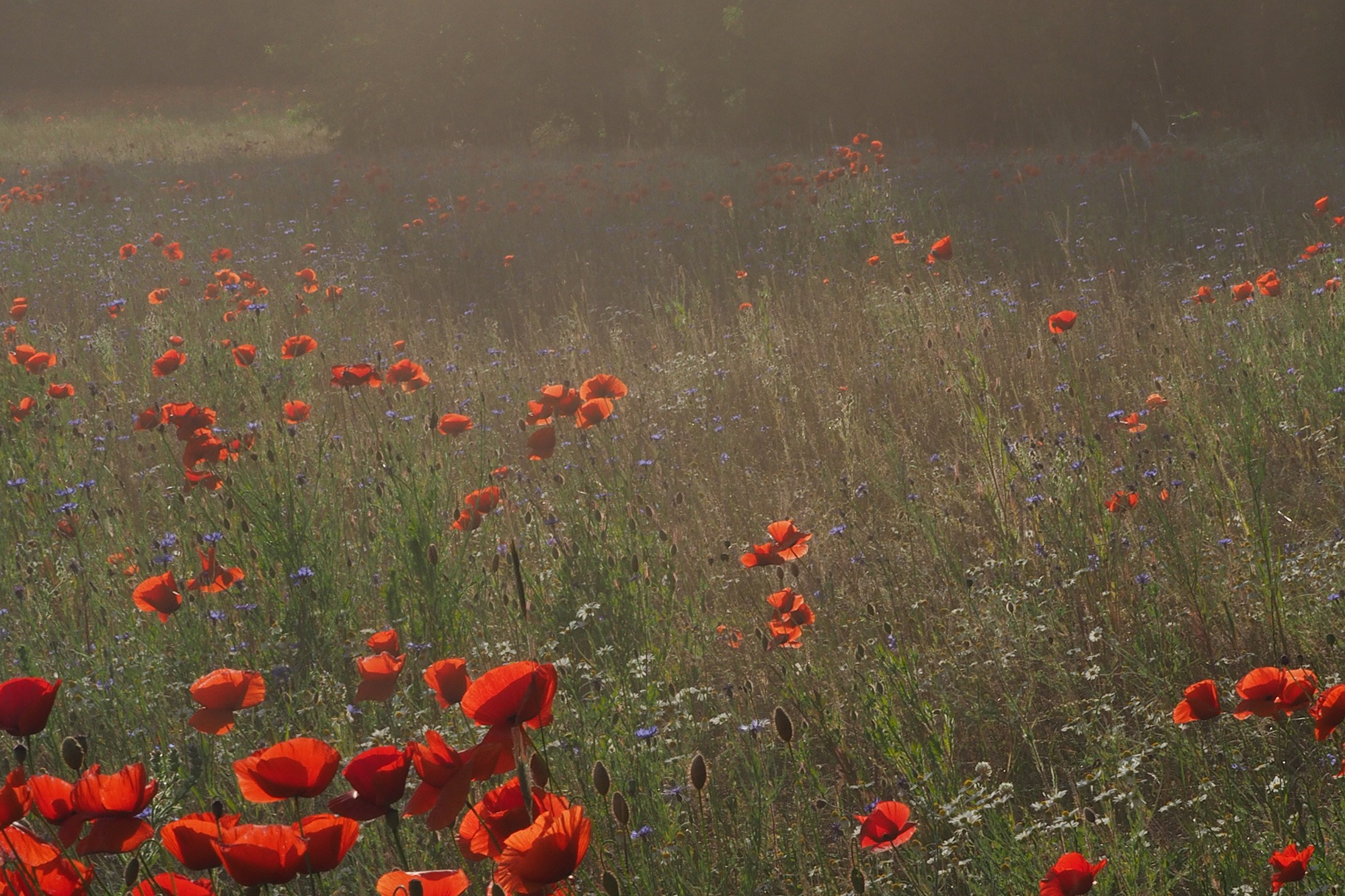 Landscape image 2