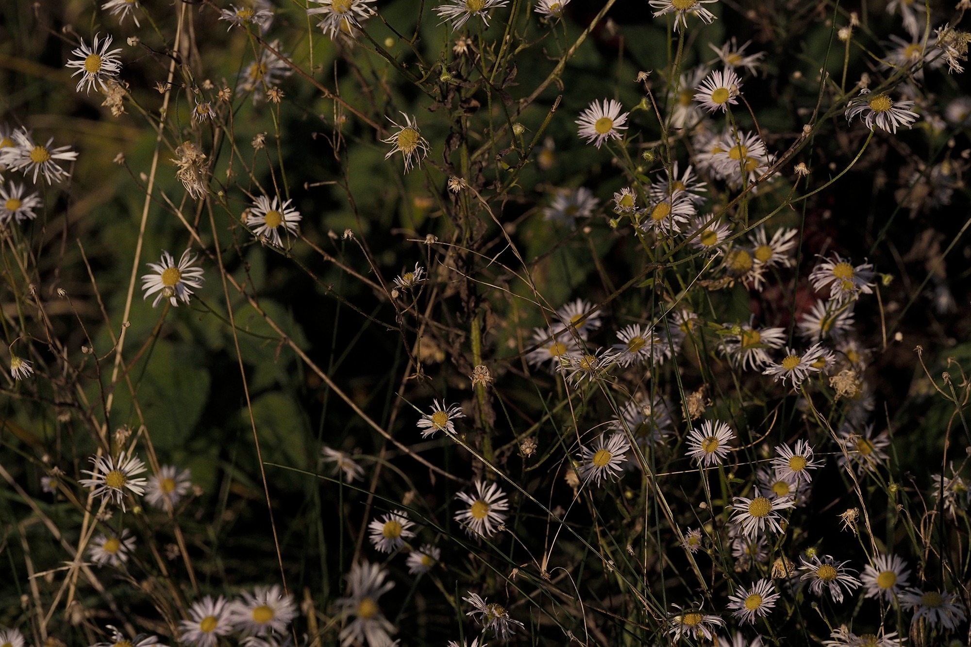 Landscape image 4