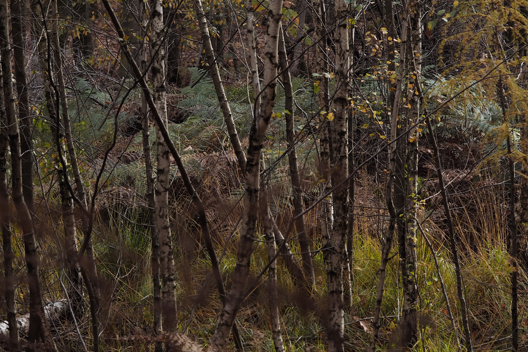 Landscape image 6