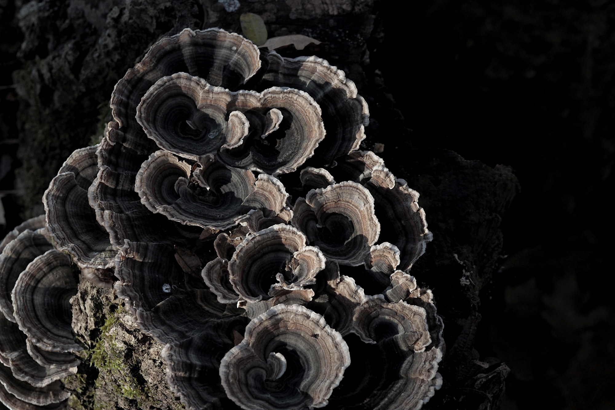 Landscape image 7